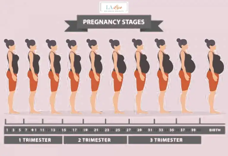 First Trimester (Weeks 1–12): Early Changes You Might Not Notice Hartlepool